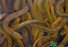 活黃鱔如何保存？活鱔魚怎么保存？