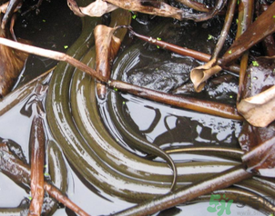 活黃鱔可以放冰箱嗎？活黃鱔能放冰箱嗎？