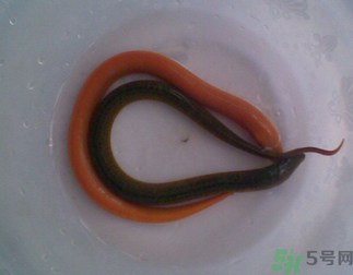 活黃鱔可以放冰箱嗎？活黃鱔能放冰箱嗎？