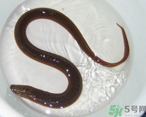 死黃鱔能吃嗎？黃鱔死了還能吃嗎？