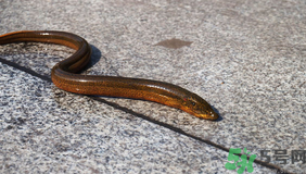 野生黃鱔多少錢一斤？野生黃鱔怎么辨別？