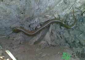 野生黃鱔多少錢一斤？野生黃鱔怎么辨別？