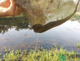 野生黃鱔多少錢一斤？野生黃鱔怎么辨別？