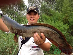 十月份黑魚好釣嗎？十月份怎么釣黑魚？