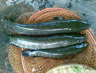 秋天可以釣黑魚(yú)嗎？秋天黑魚(yú)在什么地方？