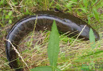 秋天可以釣黑魚(yú)嗎？秋天黑魚(yú)在什么地方？