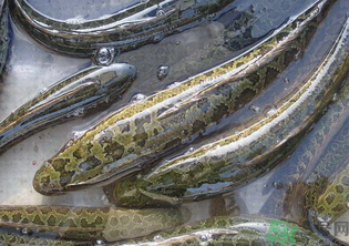 秋天可以釣黑魚(yú)嗎？秋天黑魚(yú)在什么地方？