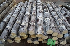 如何挑選甘蔗？?辨別甘蔗好壞的方法