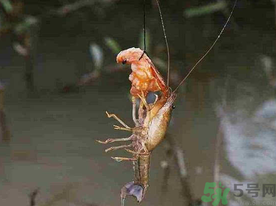 秋天可以釣龍蝦嗎？幾月份可以釣龍蝦？