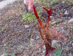 秋天可以釣龍蝦嗎？幾月份可以釣龍蝦？