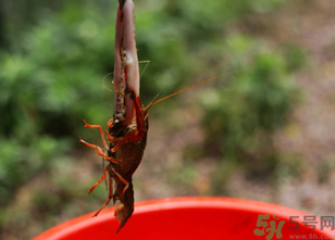 秋天可以釣龍蝦嗎？幾月份可以釣龍蝦？