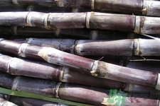 發(fā)霉的甘蔗吃了會中毒嗎？發(fā)霉的甘蔗長什么樣子？