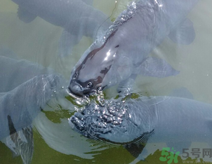 十月份釣青魚好釣嗎？釣青魚什么時(shí)間最好？