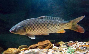 十月份釣青魚好釣嗎？釣青魚什么時(shí)間最好？