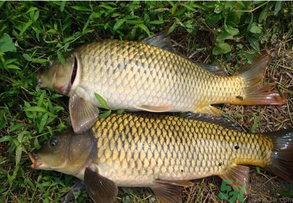 水庫釣魚用什么餌料？水庫釣魚用什么商品餌？