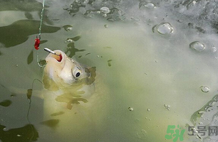 陰天怎么釣魚？陰天釣魚技巧