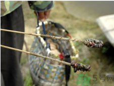 秋季可以釣黃鱔嗎？黃鱔怎么釣？