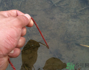 秋季可以釣黃鱔嗎？黃鱔怎么釣？