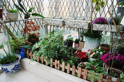 10月份可以種什么花?10月份種花好嗎 10月份可以種什么花?10月份種花好嗎