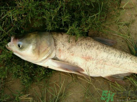 白鰱多少錢一斤？白鰱為什么便宜？