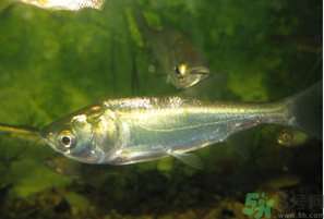 白鰱多少錢一斤？白鰱為什么便宜？