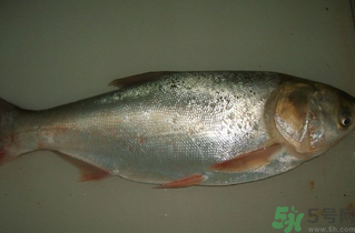 白鰱多少錢一斤？白鰱為什么便宜？