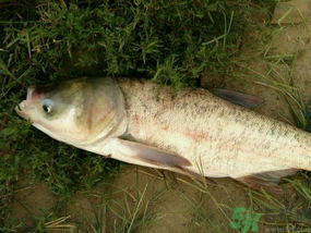 花鰱多少錢一斤？野生花鰱多少錢一斤？