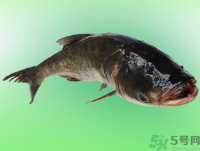 花鰱多少錢一斤？野生花鰱多少錢一斤？