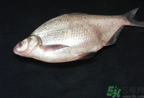 鳊魚多少錢一斤？野生鳊魚多少錢一斤？