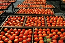 懶柿子怎么快速脫澀？懶柿子怎么做最好吃？