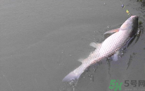 秋天夜釣草魚怎么釣？秋天夜釣草魚技巧