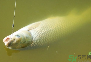 秋天夜釣草魚怎么釣？秋天夜釣草魚技巧