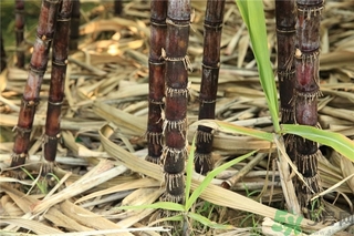 吃甘蔗會(huì)胖嗎,吃甘蔗會(huì)發(fā)胖嗎？