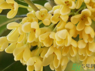 新鮮桂花怎么處理？新鮮桂花怎么保存？