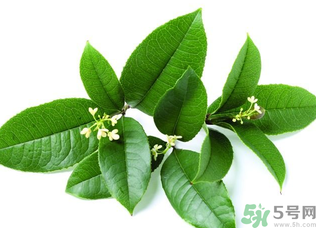 新鮮桂花怎么處理？新鮮桂花怎么保存？