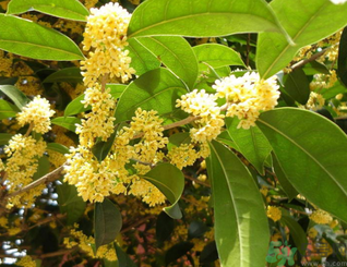 新鮮桂花可以做什么好吃的？新鮮桂花的做法大全