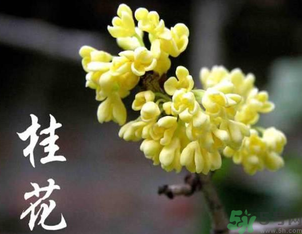 剛摘的桂花怎么處理？桂花摘下來怎么處理？