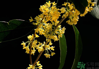 剛摘的桂花怎么處理？桂花摘下來怎么處理？