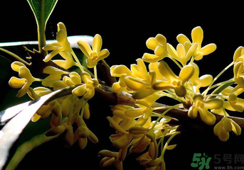 剛摘的桂花怎么處理？桂花摘下來怎么處理？