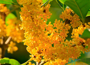 剛摘的桂花怎么清洗？新鮮桂花怎么清洗？