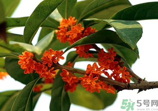 桂花怎么保存？桂花怎么保存香味？