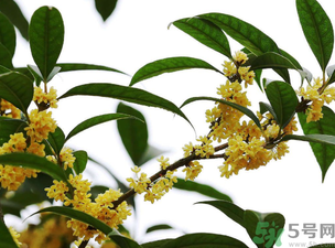 桂花怎么保存？桂花怎么保存香味？