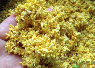 新鮮桂花怎么吃？新鮮桂花的食用方法