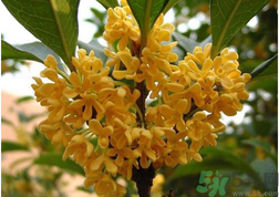 新鮮桂花怎么吃？新鮮桂花的食用方法