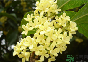 新鮮桂花怎么吃？新鮮桂花的食用方法