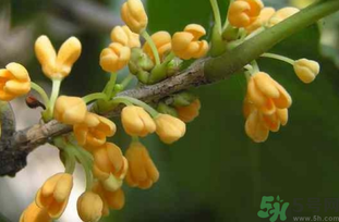 剛摘的桂花能吃嗎？剛摘的桂花可以吃嗎？