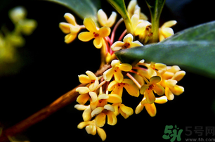 剛摘的桂花能吃嗎？剛摘的桂花可以吃嗎？