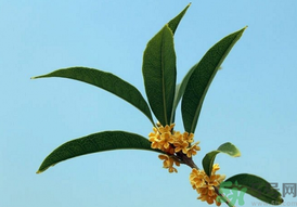 桂花可以做什么？新鮮桂花可以做什么？