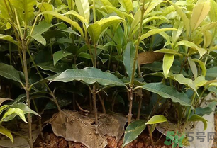 桂花可以做什么？新鮮桂花可以做什么？