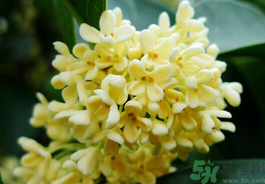 剛摘的桂花有蟲(chóng)怎么辦？干桂花長(zhǎng)蟲(chóng)怎么辦？